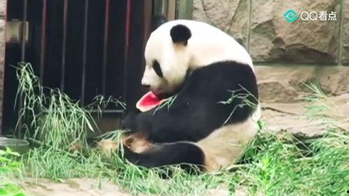 娱乐圈吃瓜熊猫胖胖,熊猫胖胖的吃瓜日常  第3张