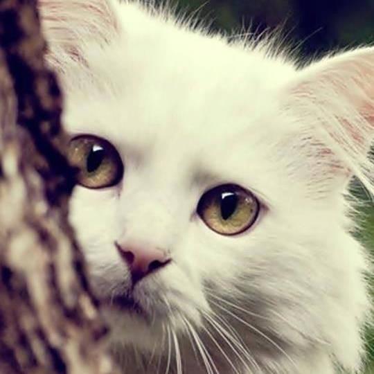 娱乐吃瓜酱桂花猫,揭秘娱乐圈那些不为人知的幕后故事  第3张