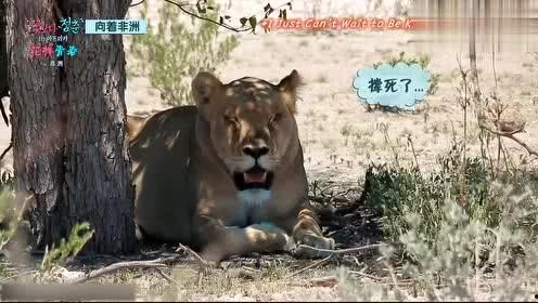 娱乐吃瓜君迅猛龙唱歌,迅猛龙跨界唱歌，音乐界新势力崛起  第3张